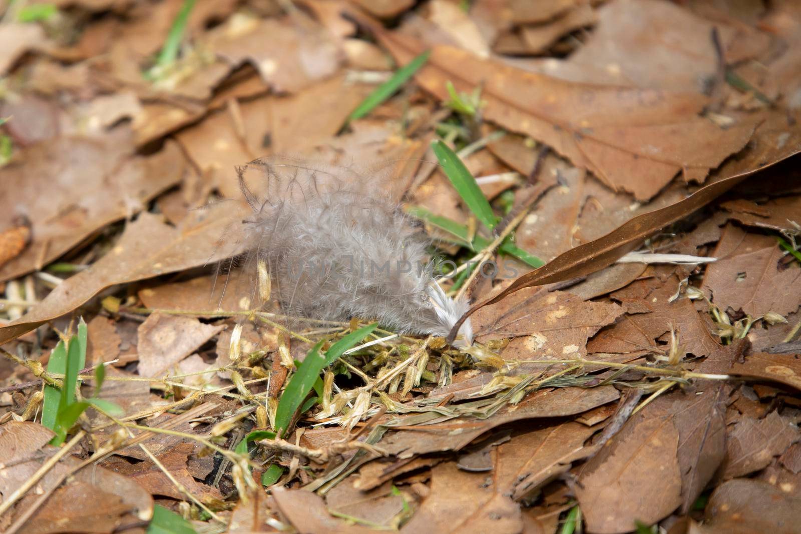 Clump of fluffy grey feathers on the leaf-laden ground
