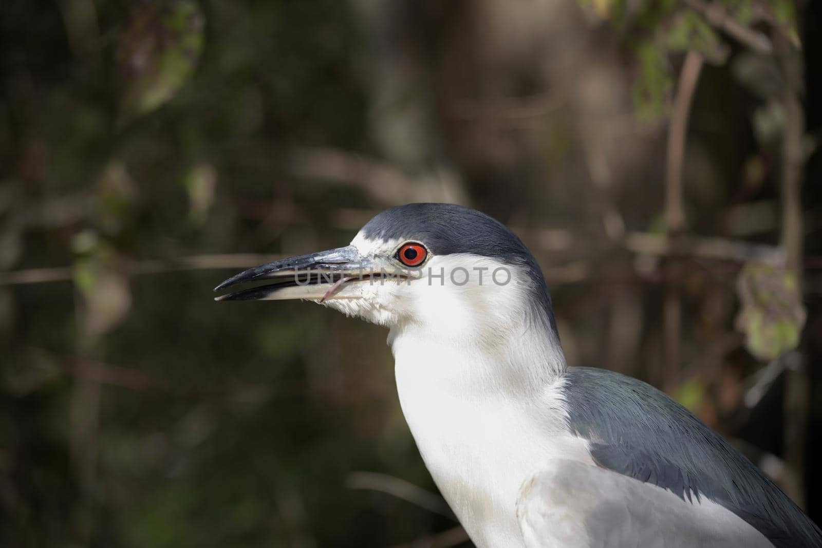Close up of a black-crowned night heron (Nycticorax nycticorax)