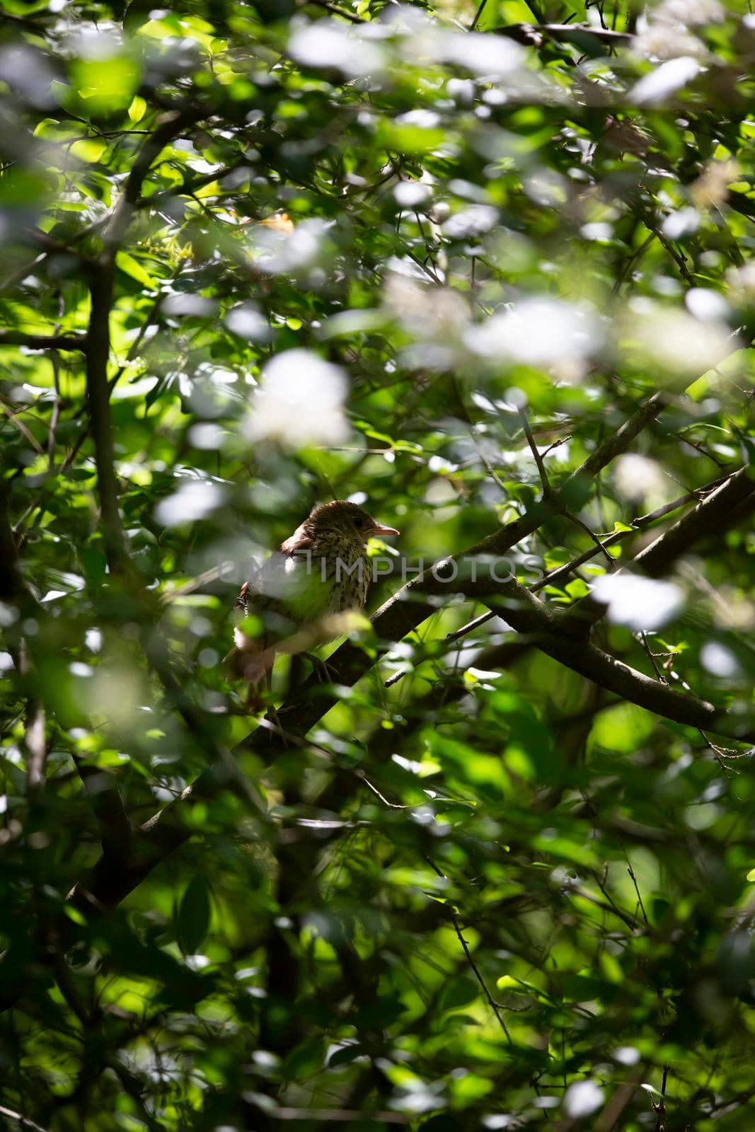 Juvenile Brown Thrasher Bird in a Bush by tornado98