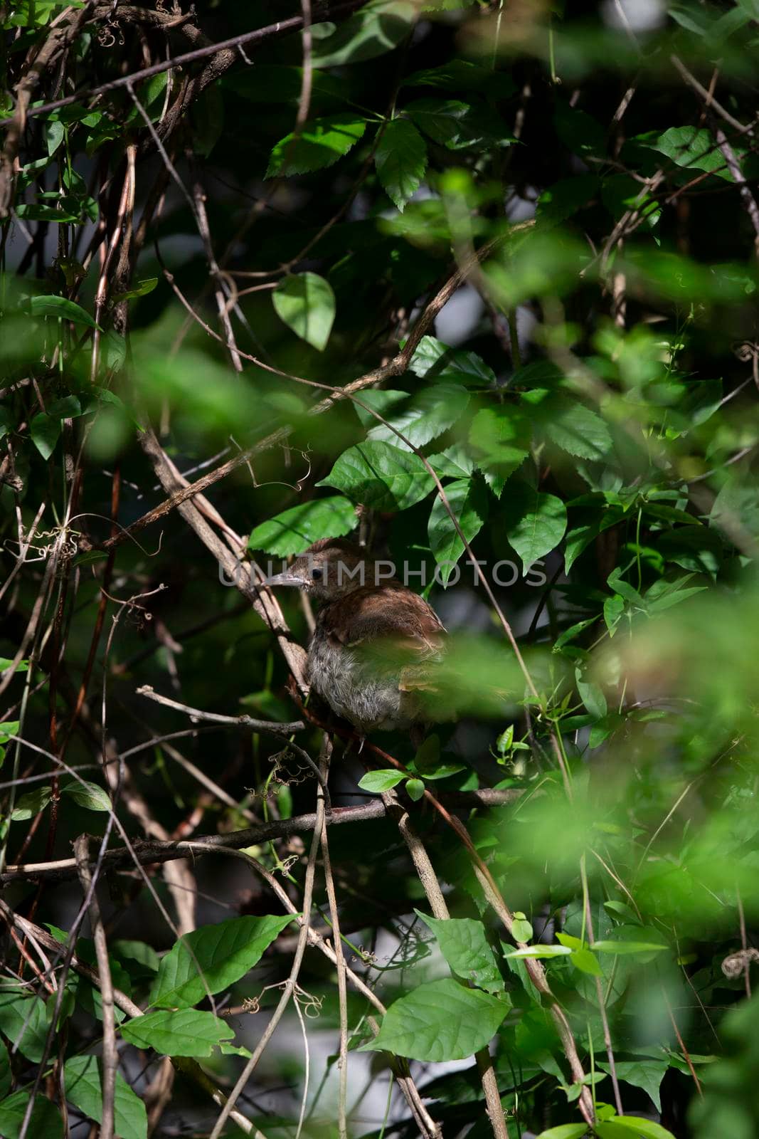 Juvenile brown thrasher bird (Toxostoma rufum) partially hidden in a bush