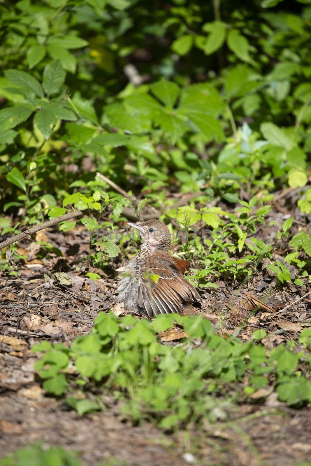 Juvenile brown thrasher bird (Toxostoma rufum) facing the left
