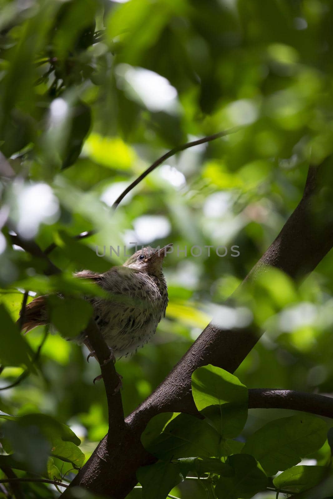 Juvenile brown thrasher bird (Toxostoma rufum) looking around from a perch in a bush