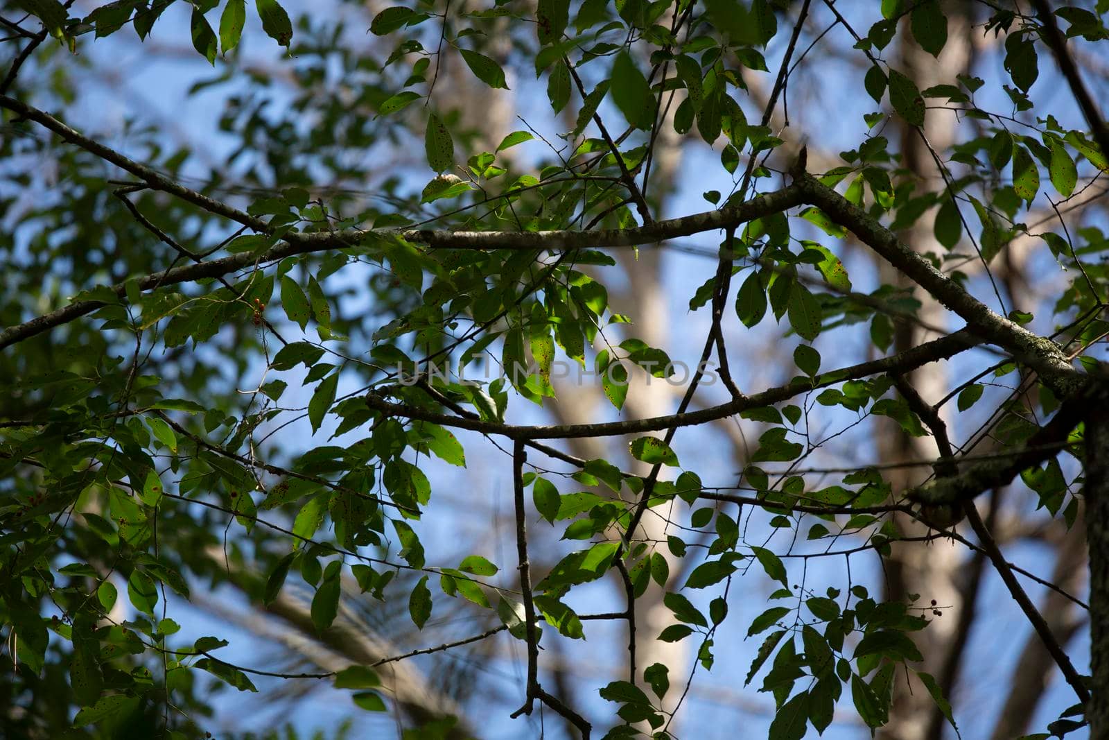 Green leaves growing on a tree against a blue sky