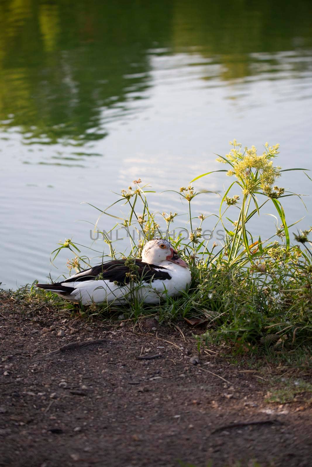 Muscovy duck ()Cairina moschata resting near foliage beside a park pond