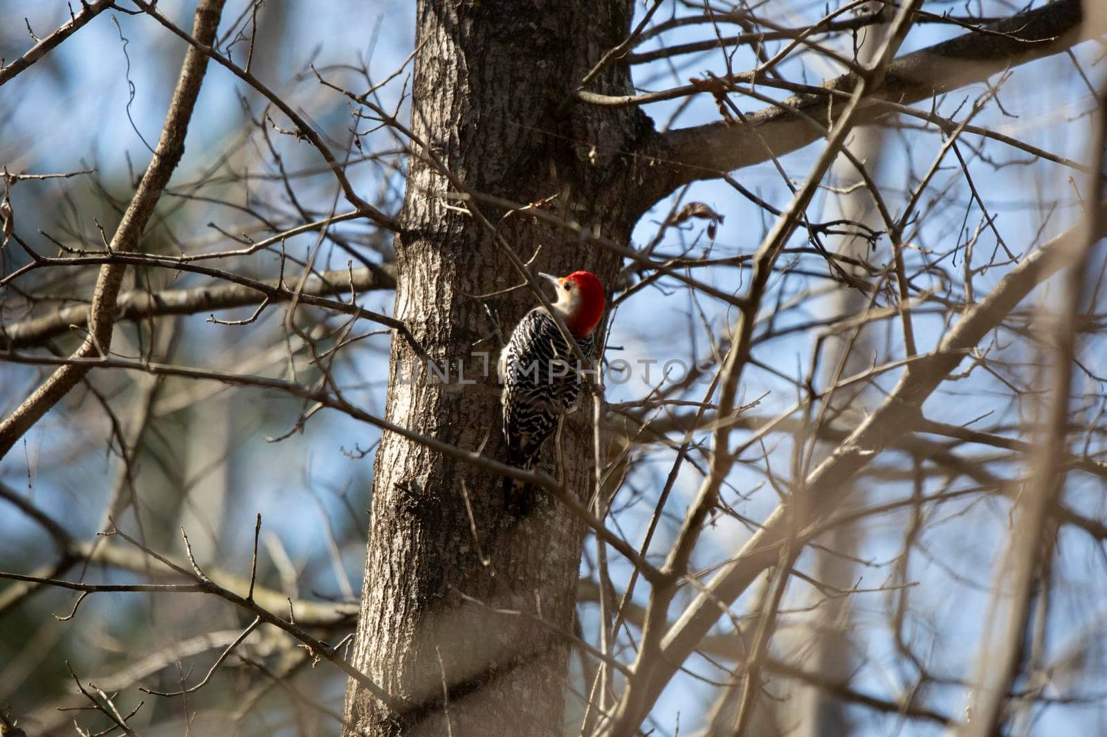Red-bellied woodpecker (Melanerpes carolinus) perched on the side of a tree