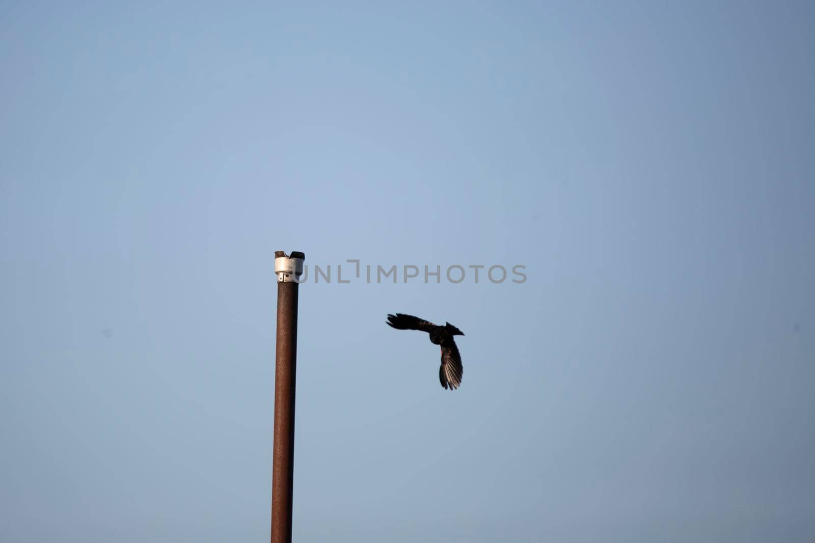 Male red-winged blackbird (Agelaius phoeniceus) flying near a tall metal post