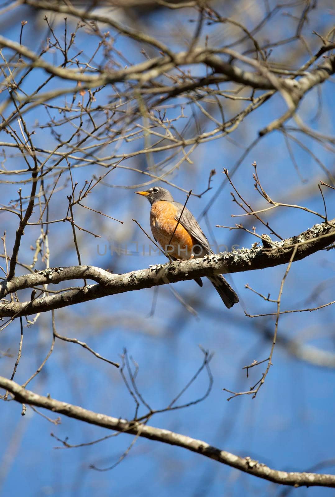 Curious American robin (Turdus migratorius) looking around from its perch on a tree limb on a nice day