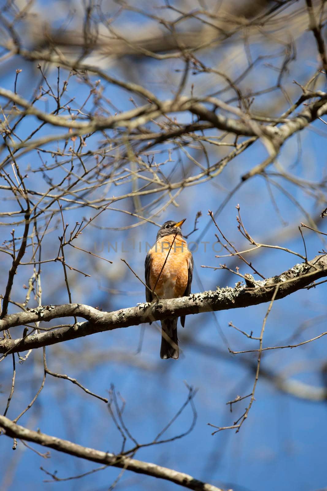Curious American robin (Turdus migratorius) looking around from its perch on a tree limb on a nice day and fluffing out in a territorial display