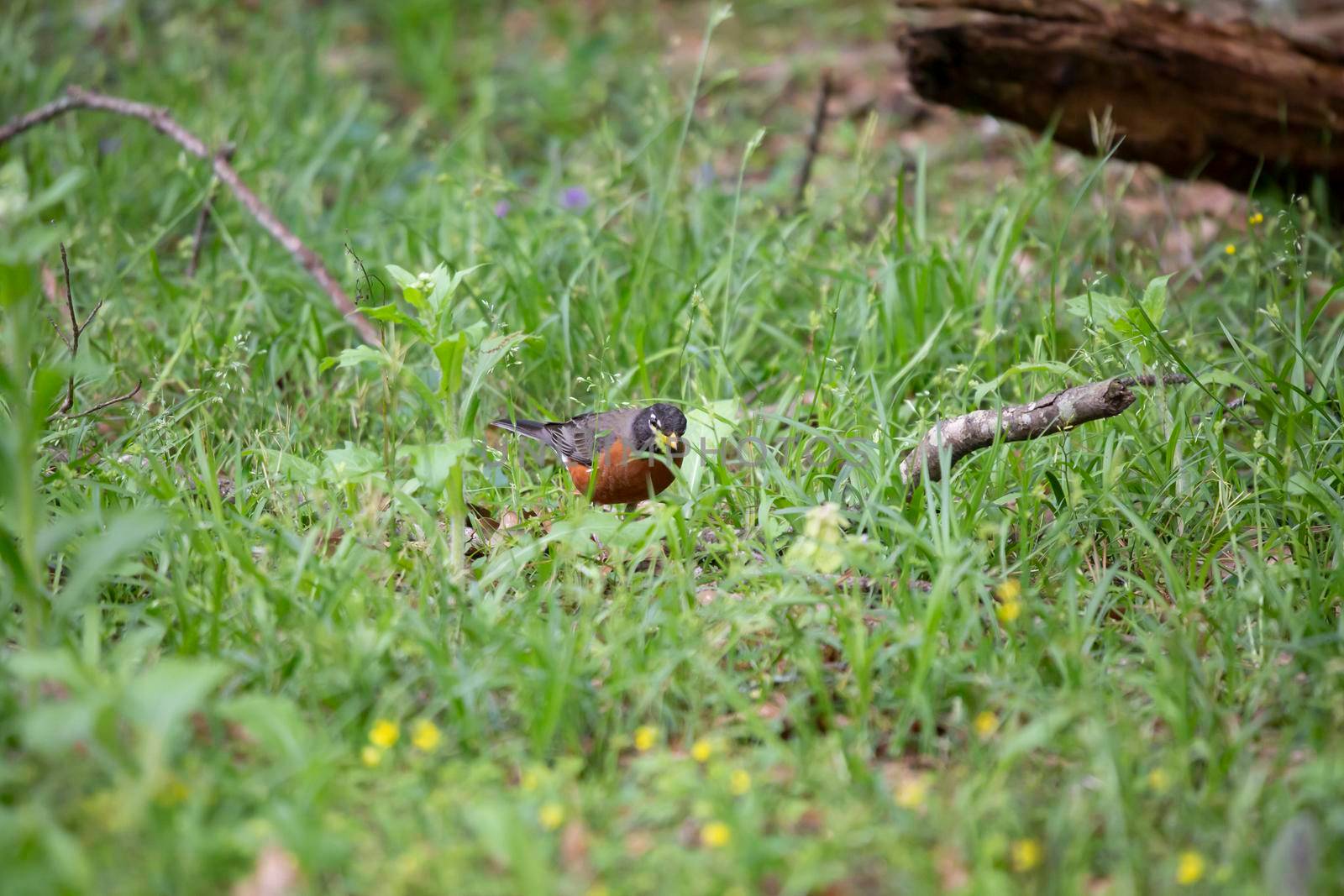 American robin (Turdus migratorius) foraging for insects in green grass on the ground