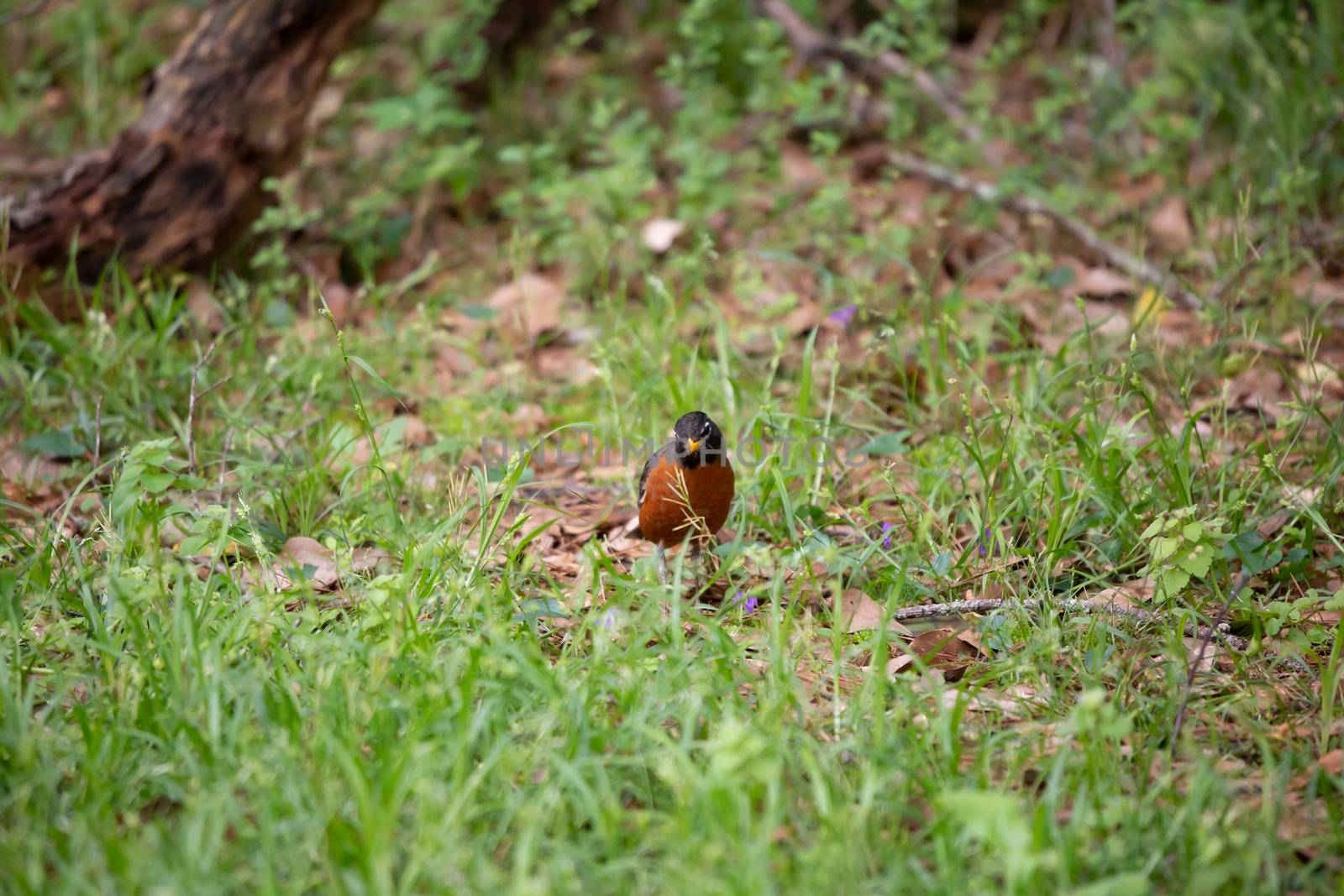 Watchful American robin (Turdus migratorius) looking around warily as it forages for insects in green grass on the ground