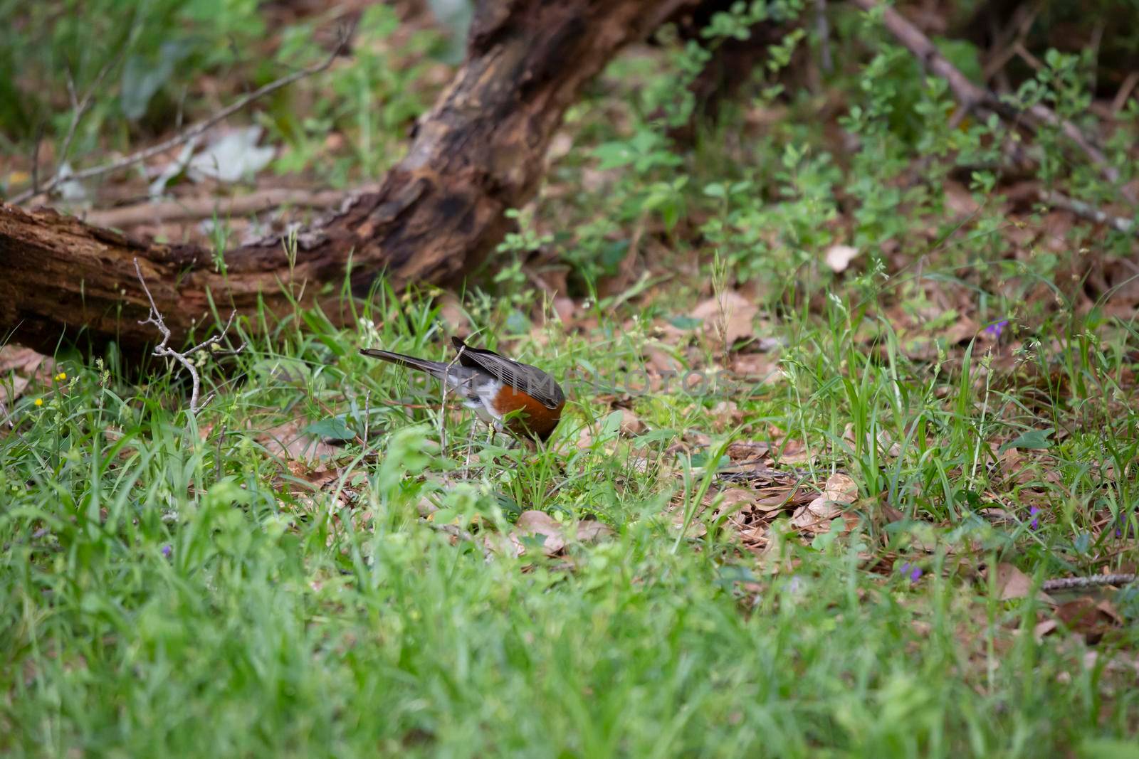 American robin (Turdus migratorius) foraging for insects in green grass on the ground