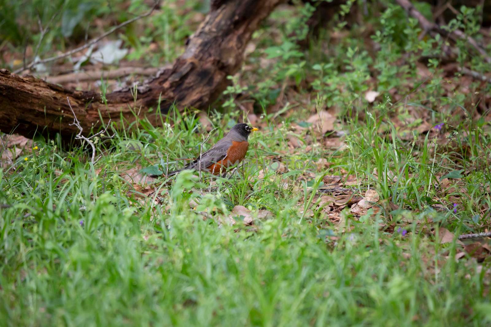 Watchful American robin (Turdus migratorius) foraging for insects in green grass on the ground