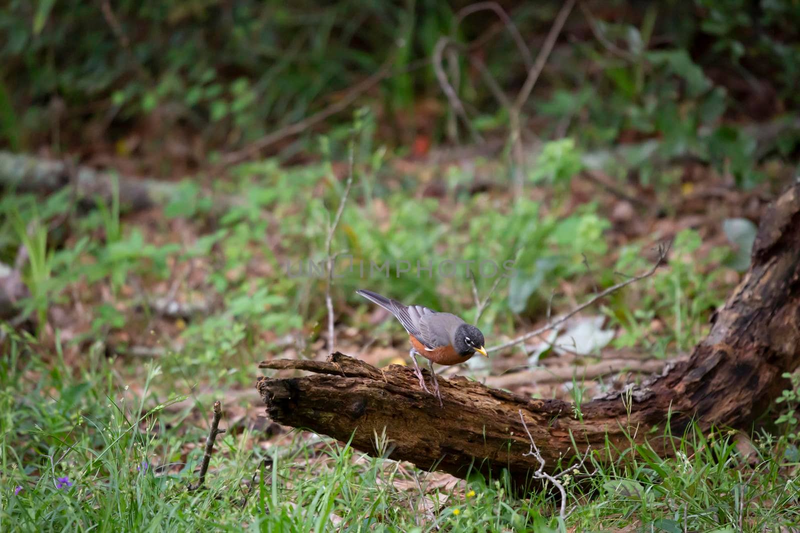 American robin (Turdus migratorius) preparing to hop off a rotting limb on the ground