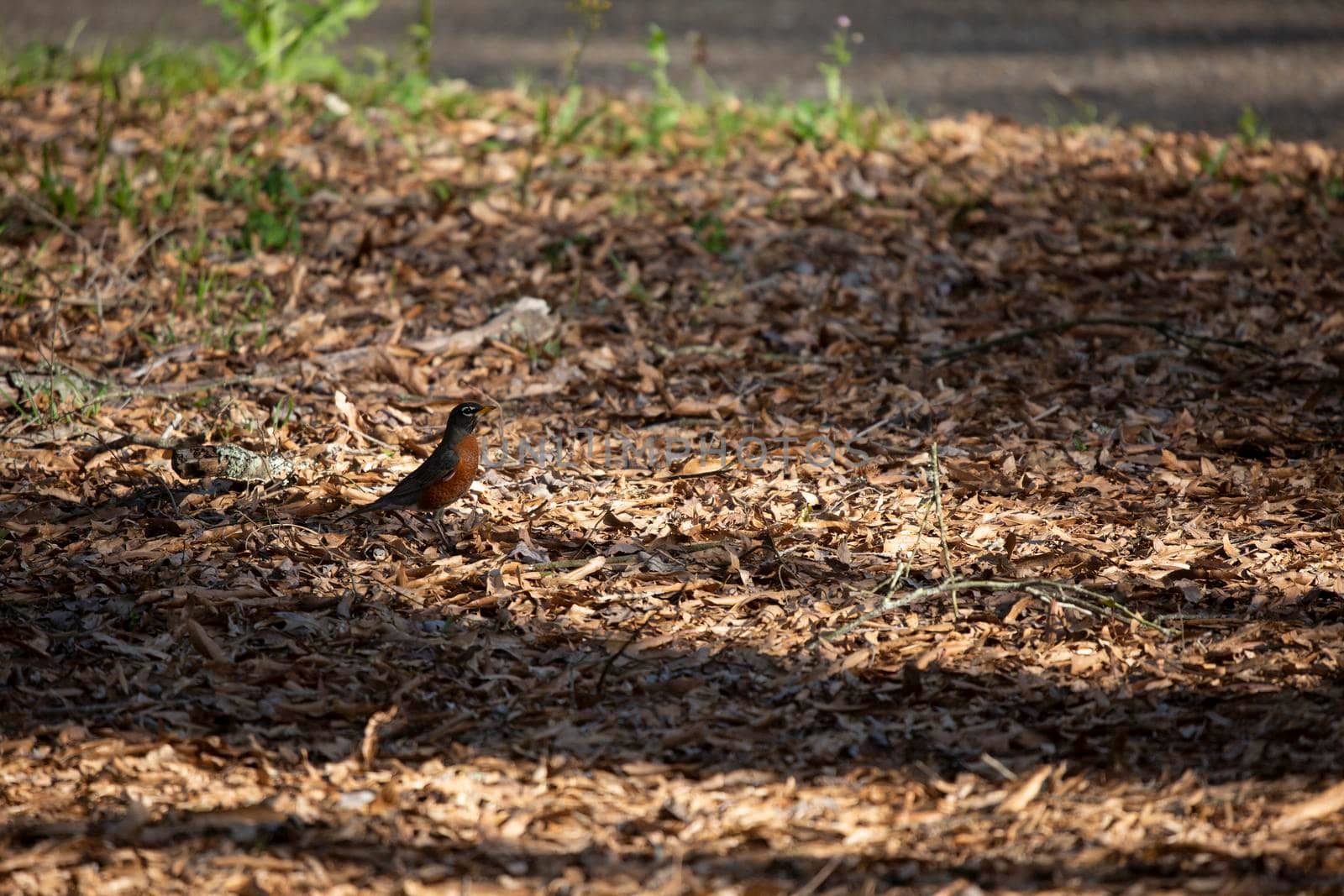 American robin (Turdus migratorius) foraging on the ground