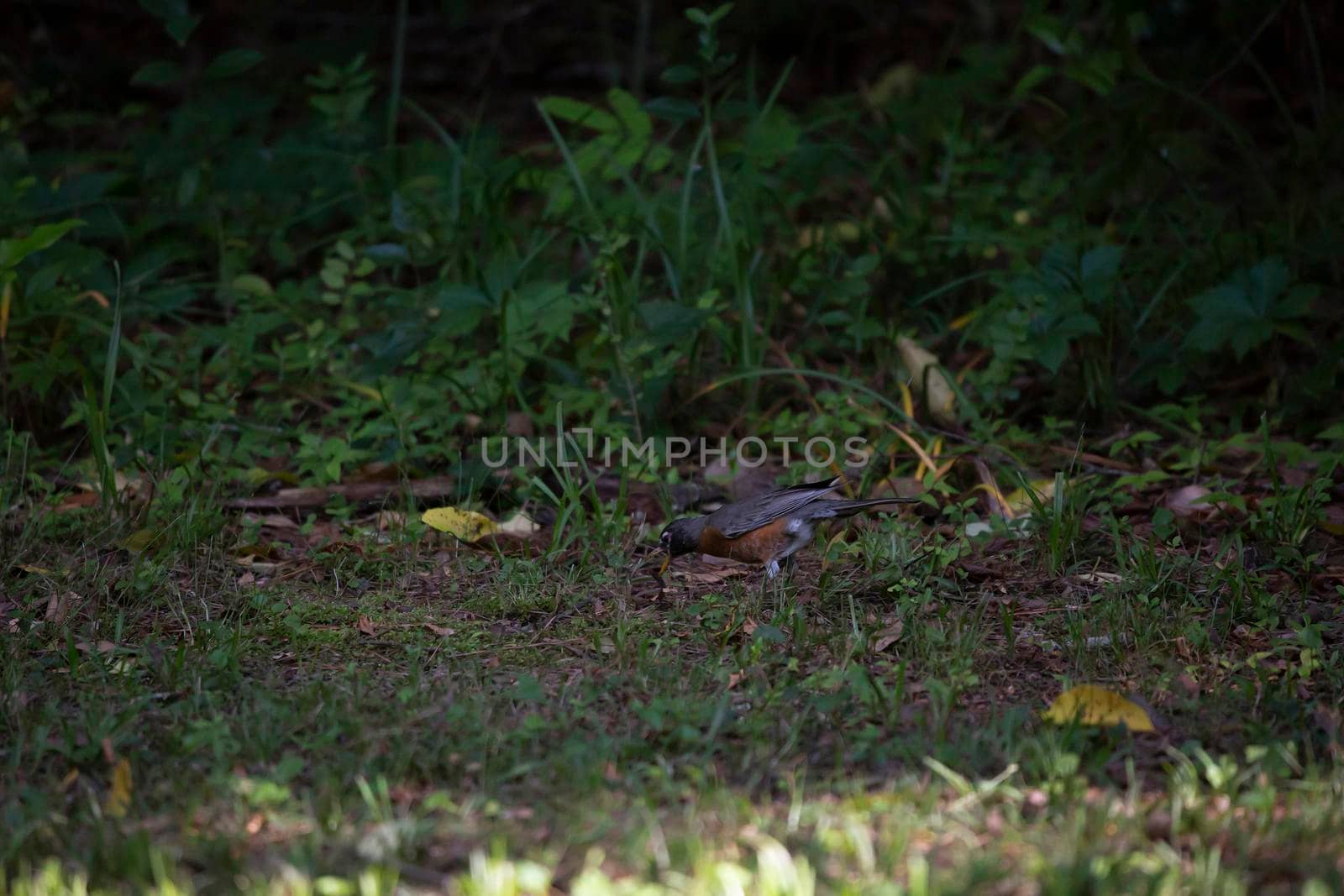 American robin (Turdus migratorius) foraging for food in a well-manacured lawn