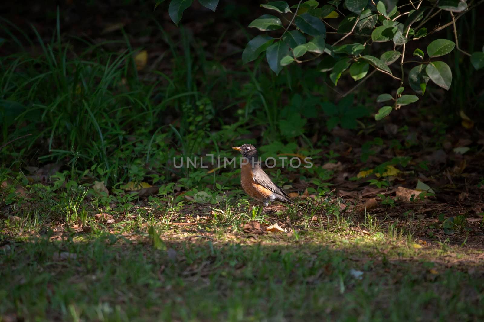 Alert American robin (Turdus migratorius) in a yard