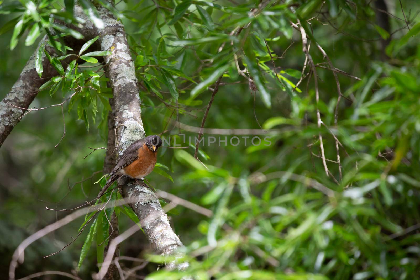 Inquisitive American robin (Turdus migratorius) perched on a tree limb