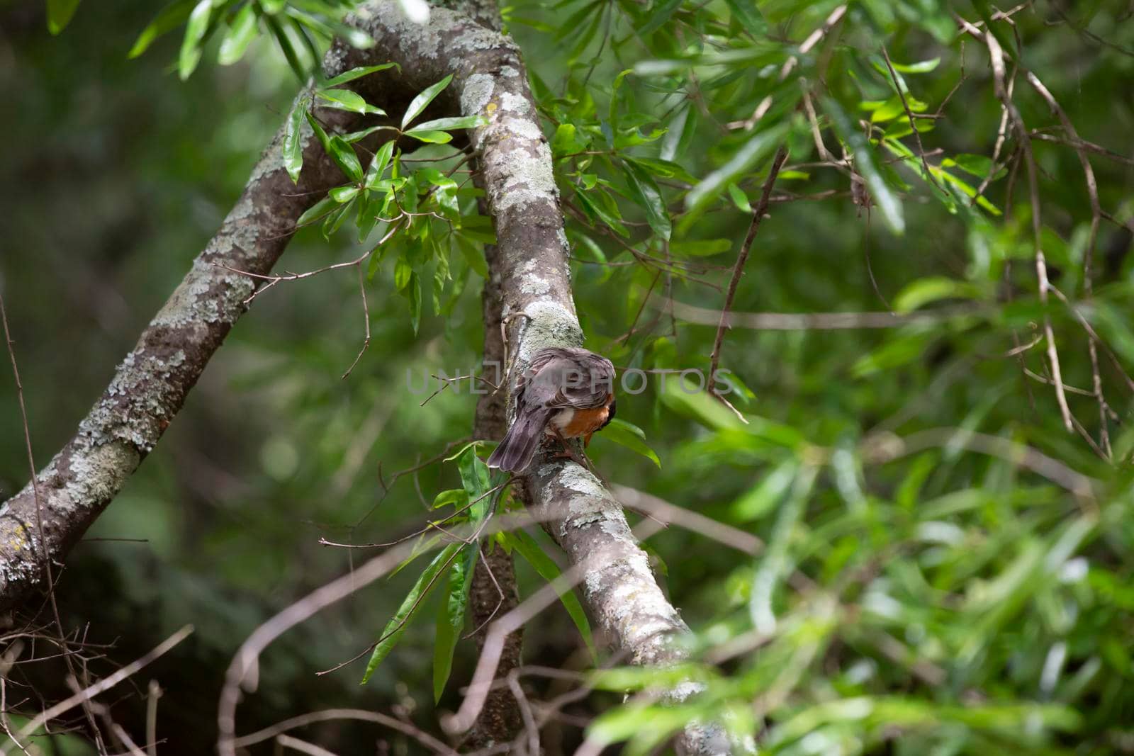 American robin (Turdus migratorius) foraging for food on a tree limb