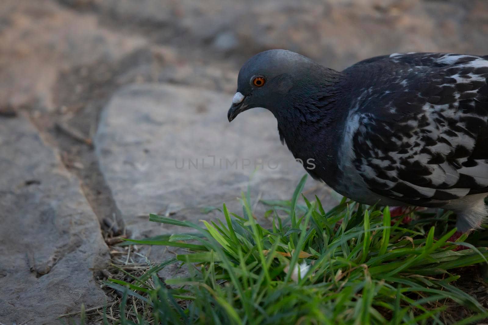 Rock pigeon (Columba livia) foraging on the ground