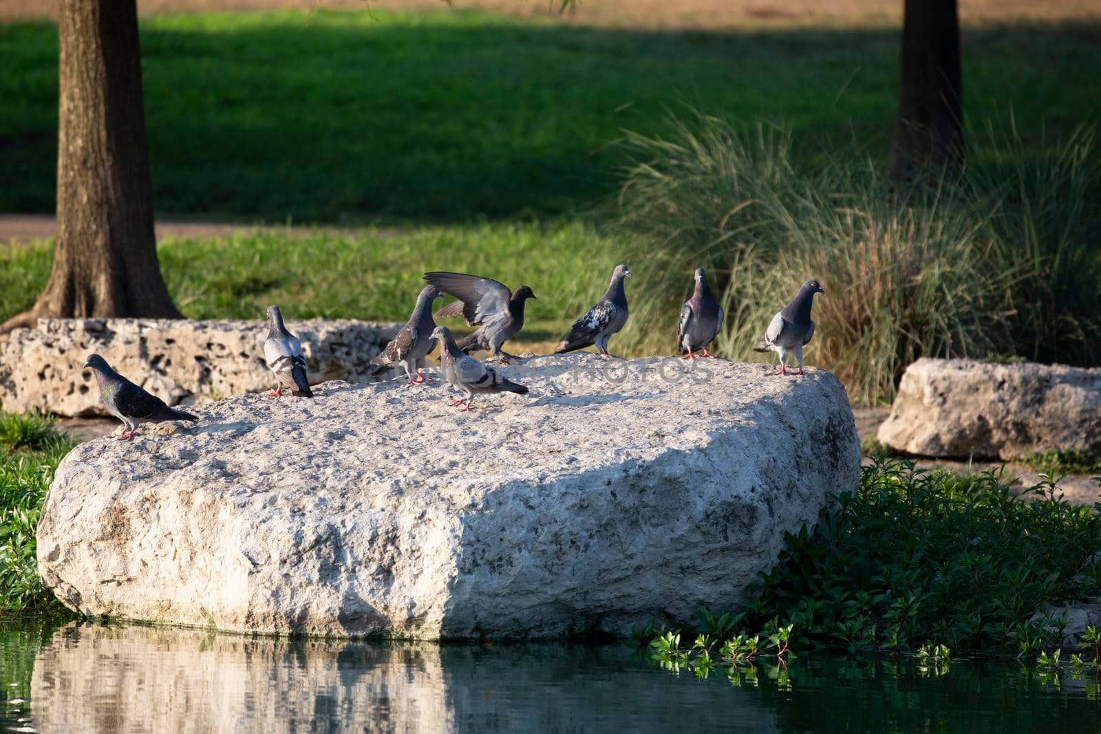 Rock pigeon (Columba livia) landing on a rock with its flock on a flat rock near a lake