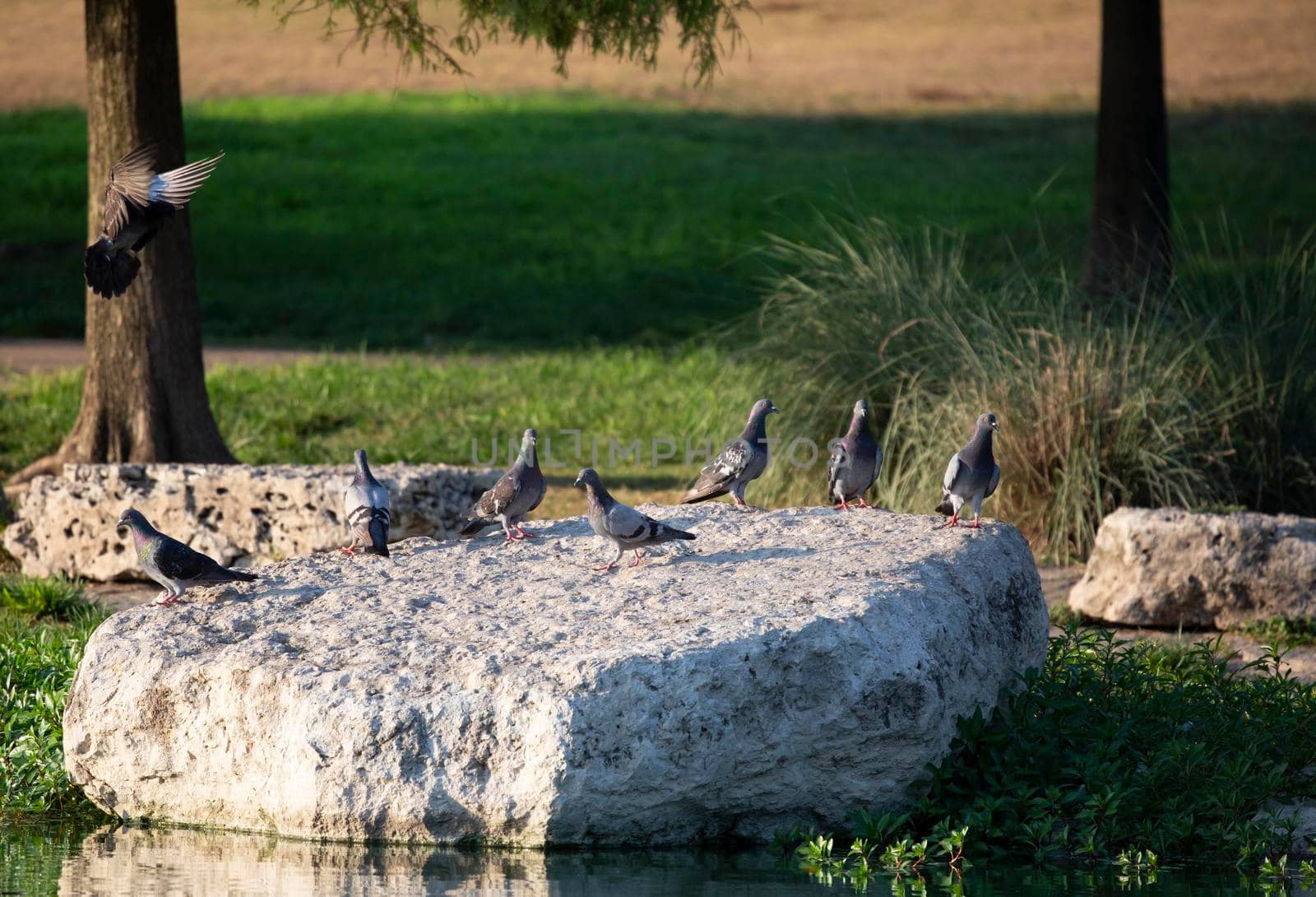 Rock pigeon (Columba livia) landing on a rock with its flock on a flat rock near a lake