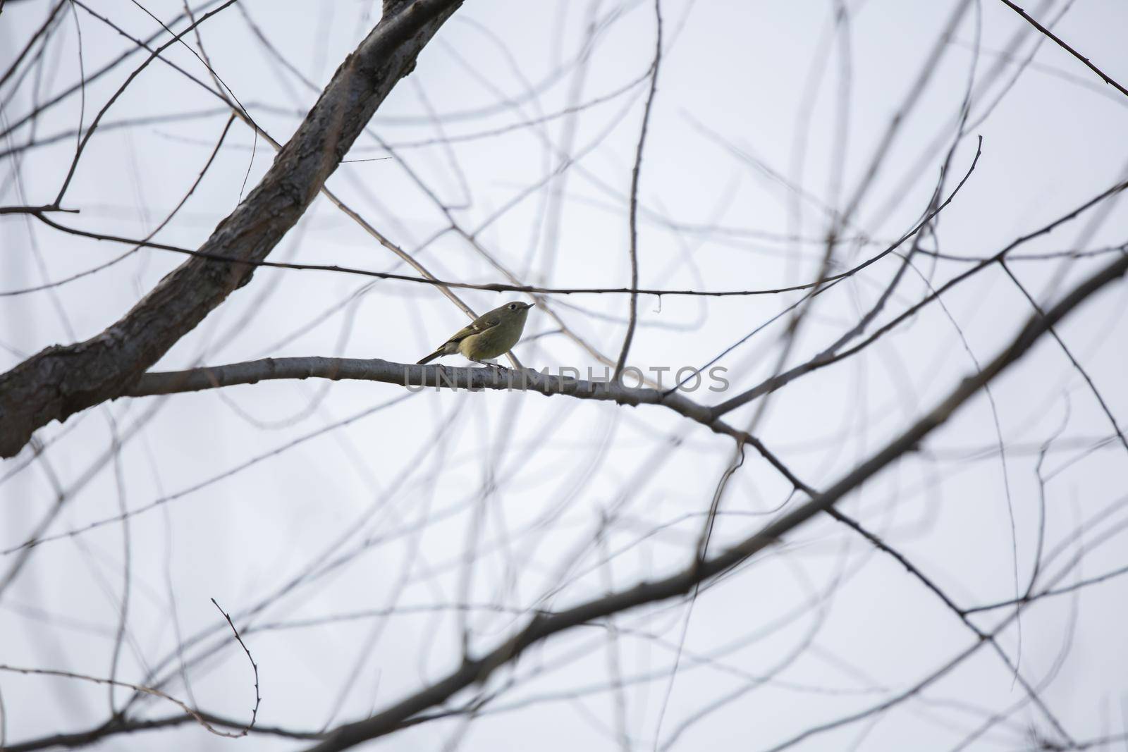 Ruby-crowned kinglet (Regulus calendula) looking around curiously with a fiber in its mouth