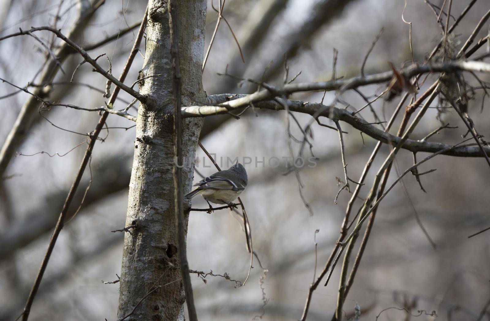 Ruby-crowned kinglet (Regulus calendula) looking around from a small, broken branch