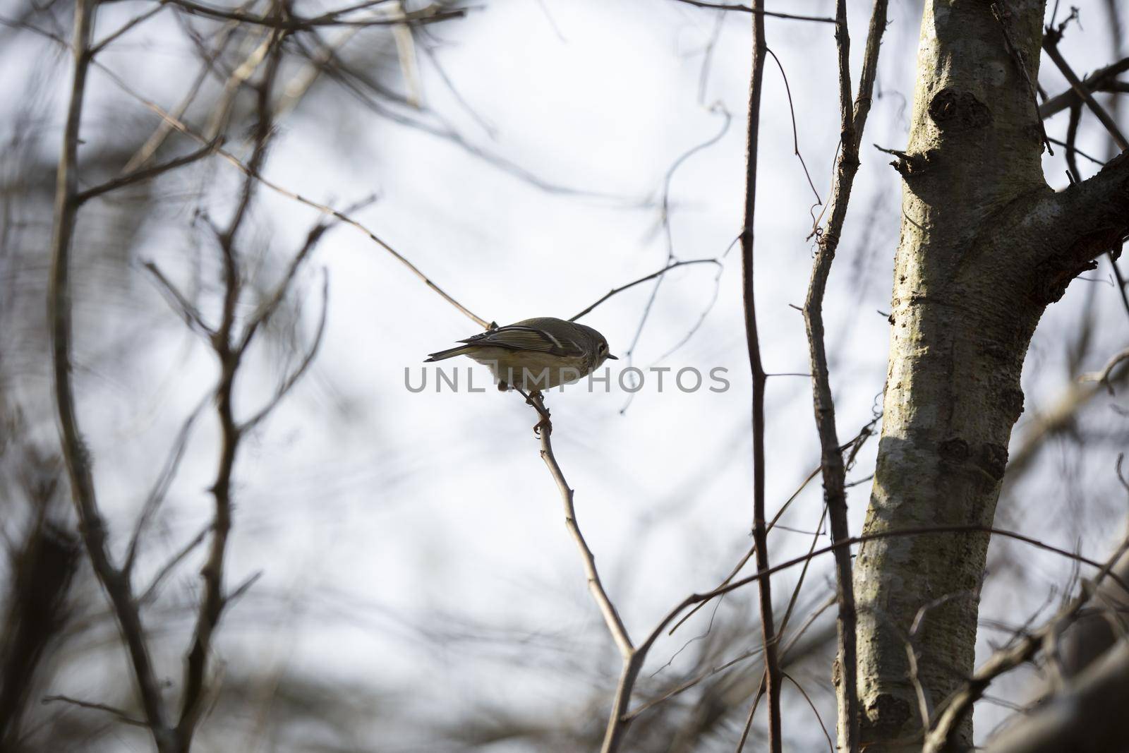 Ruby-crowned kinglet (Regulus calendula) perched on a vine