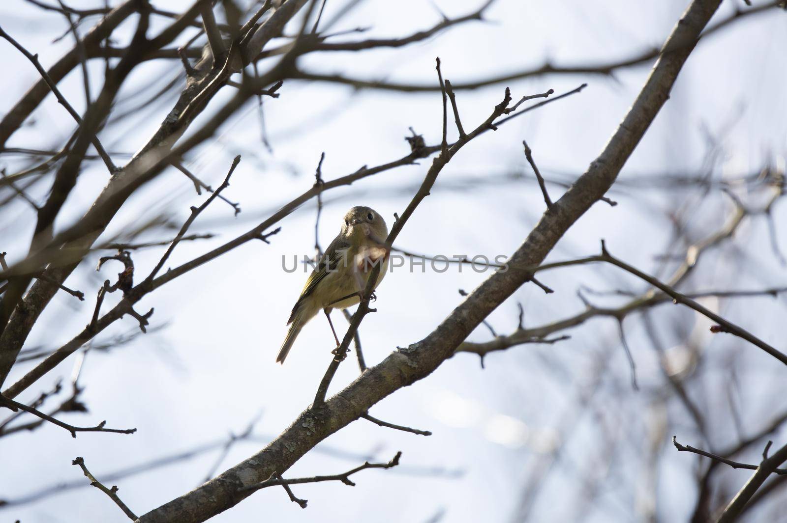 Curious ruby-crowned kinglet (Regulus calendula) on a branch on a cool day