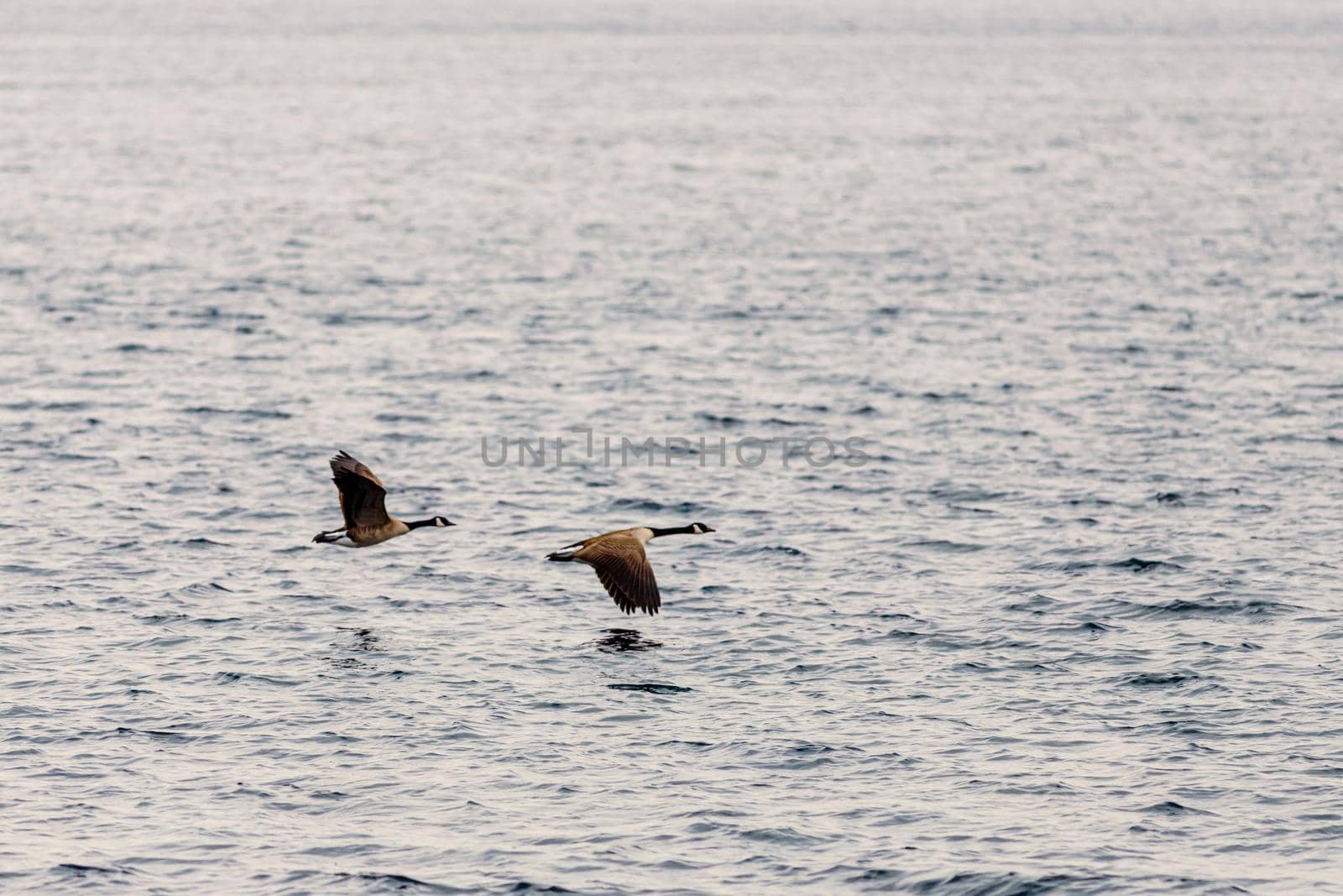 Two Canada geese are flying along a river. The pair of birds fly low over the water with their wings in opposite positions.