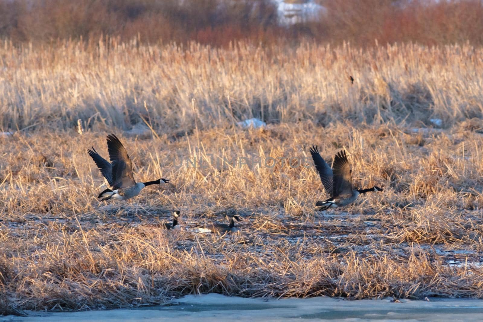 Two Canada geese are flying low through a marsh, with two others resting in the icy waters behind them.