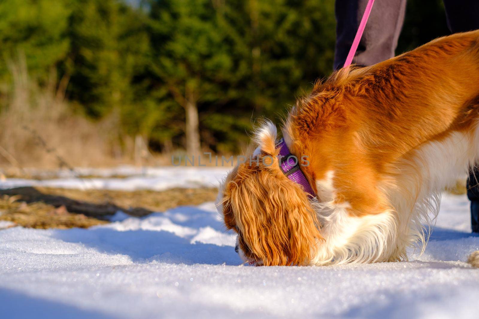 A Cavalier King Charles Spaniel out for a walk sniffs a large patch of snow on the ground. The pet dog wears a purple collar over her Blenheim coloring.