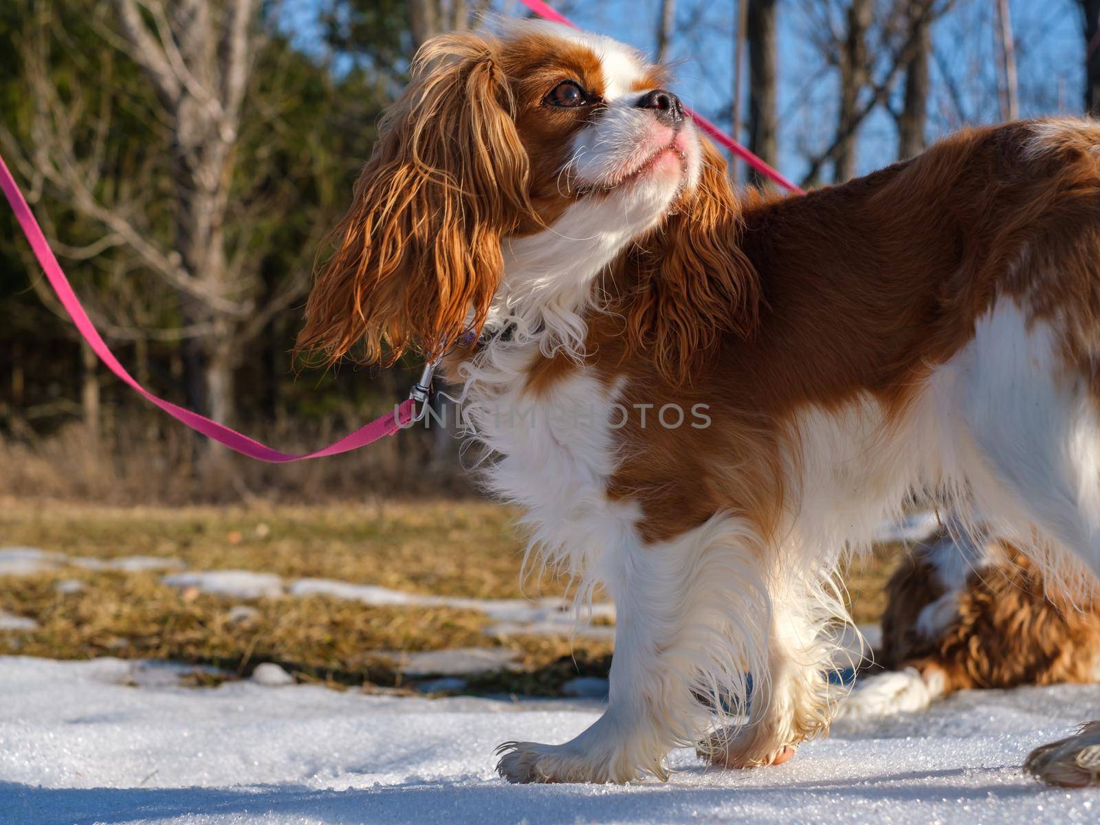 Cavalier spaniel on a pink leash outside by colintemple