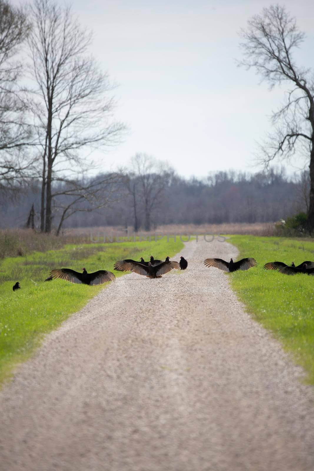 Flock of black vultures (Coragyps atratus) and turky vultures (Cathartes aura) blocking a gravel road in a territorial display