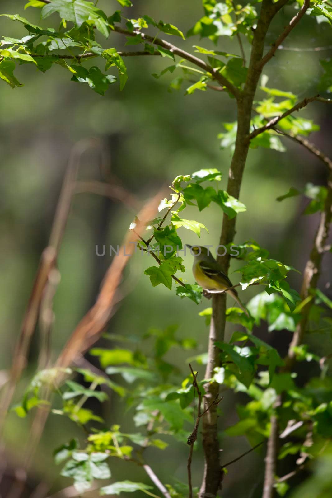 White-eyed vireo bird (Vireo griseus) perched on a bush branch