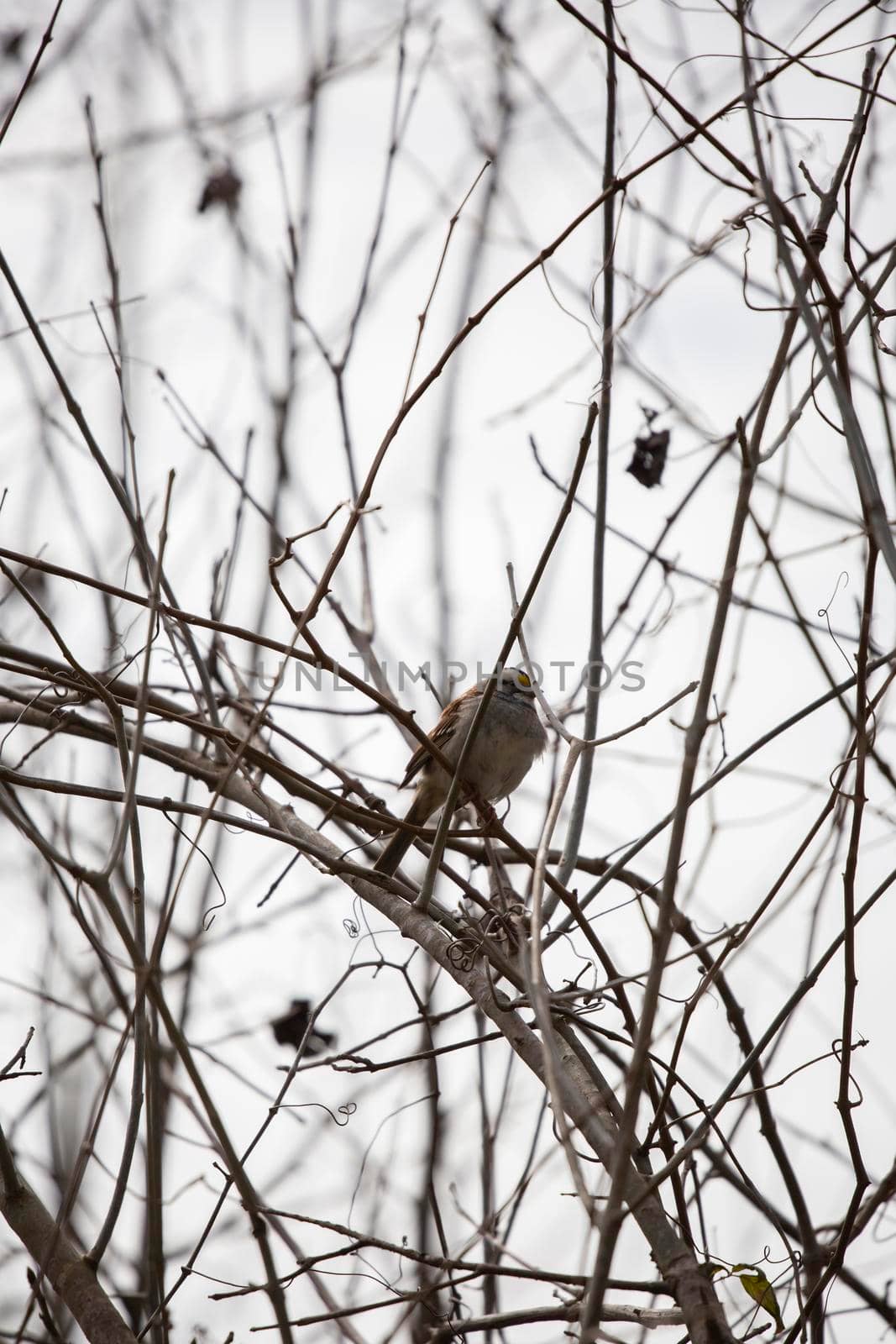 Curious white-throated sparrow (Zonotrichia albicollis) perched on bare limbs on an overcast, cold day
