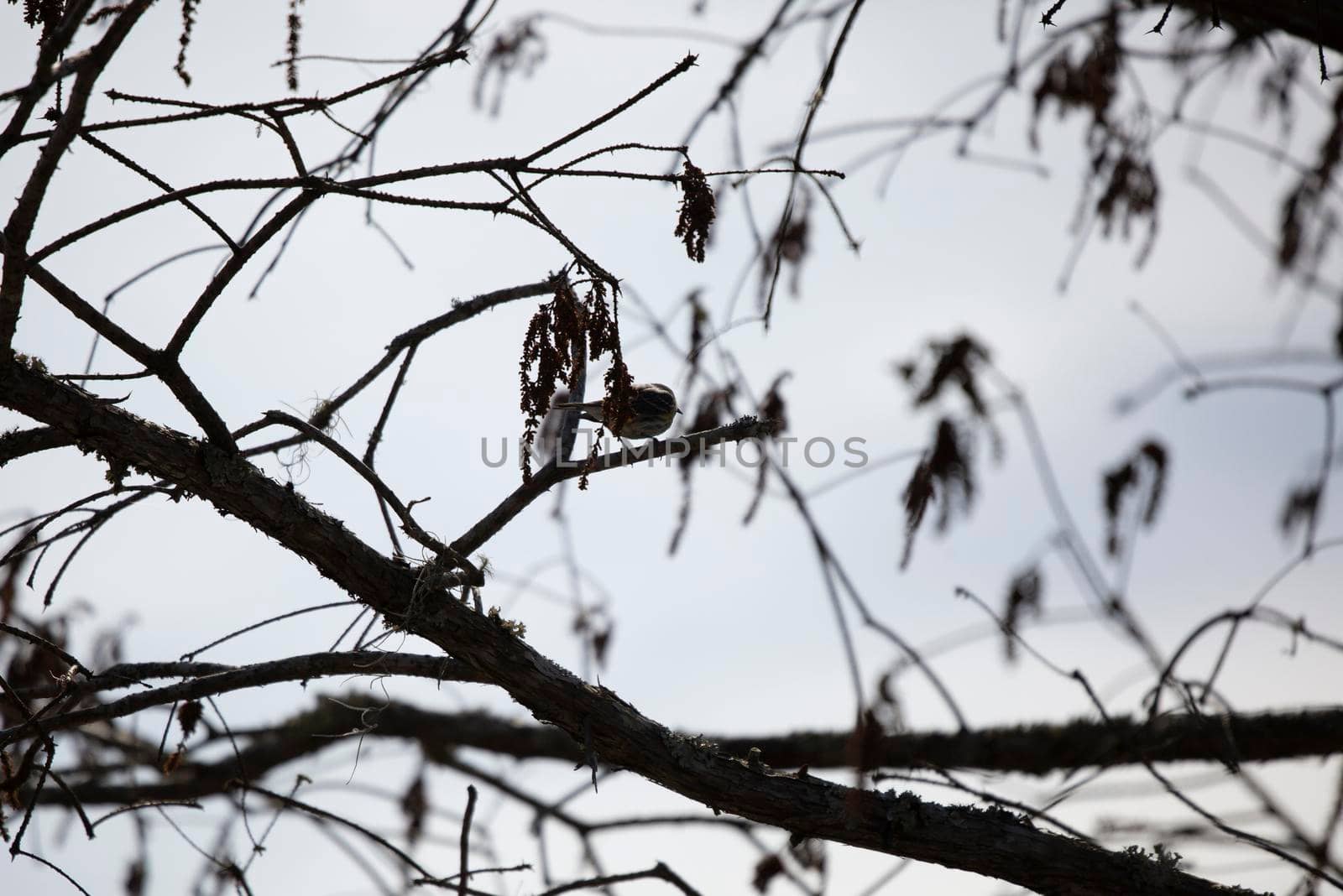 Yellow-rumped warbler (Setophaga coronata) on a tree limb