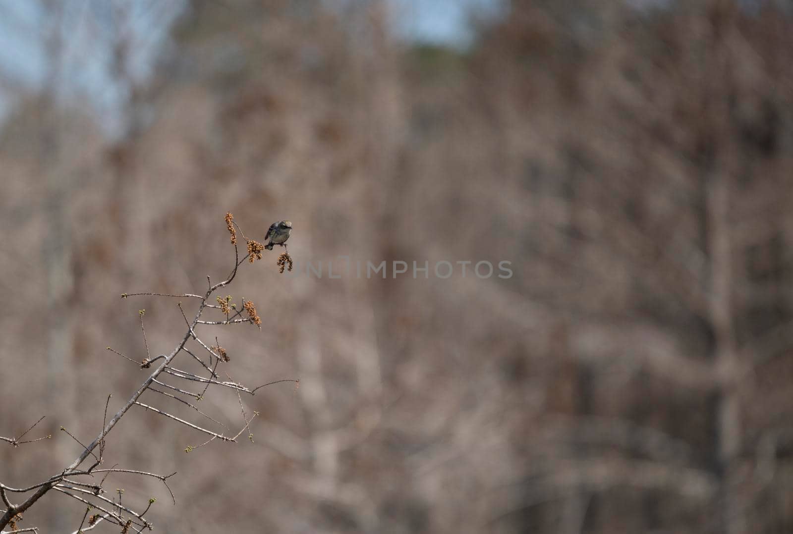 Female yellow-rumped warbler (Setophaga coronata) preparing to take flight