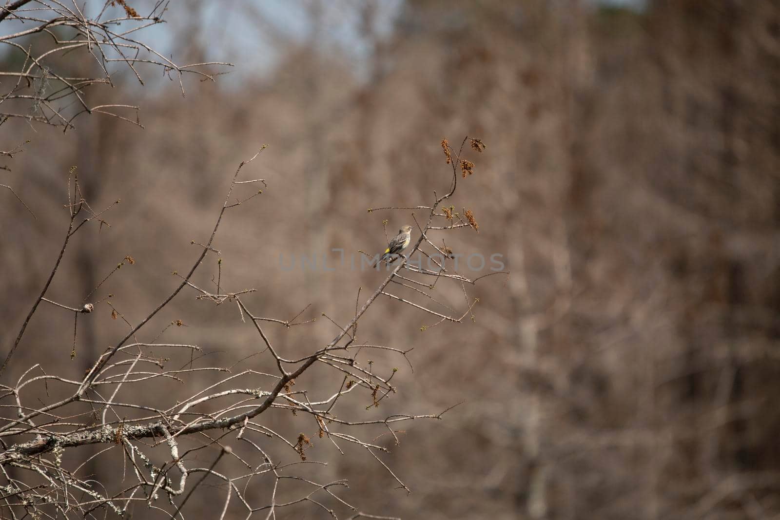 Curious Female Yellow-Rumped Warbler by tornado98