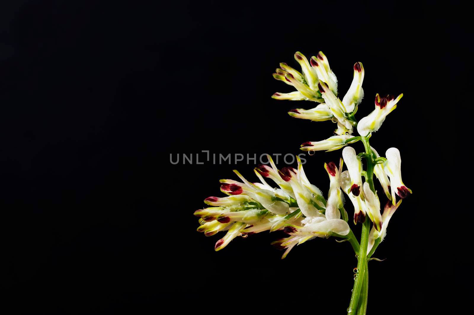 White fumitory flowers studio shot by victimewalker