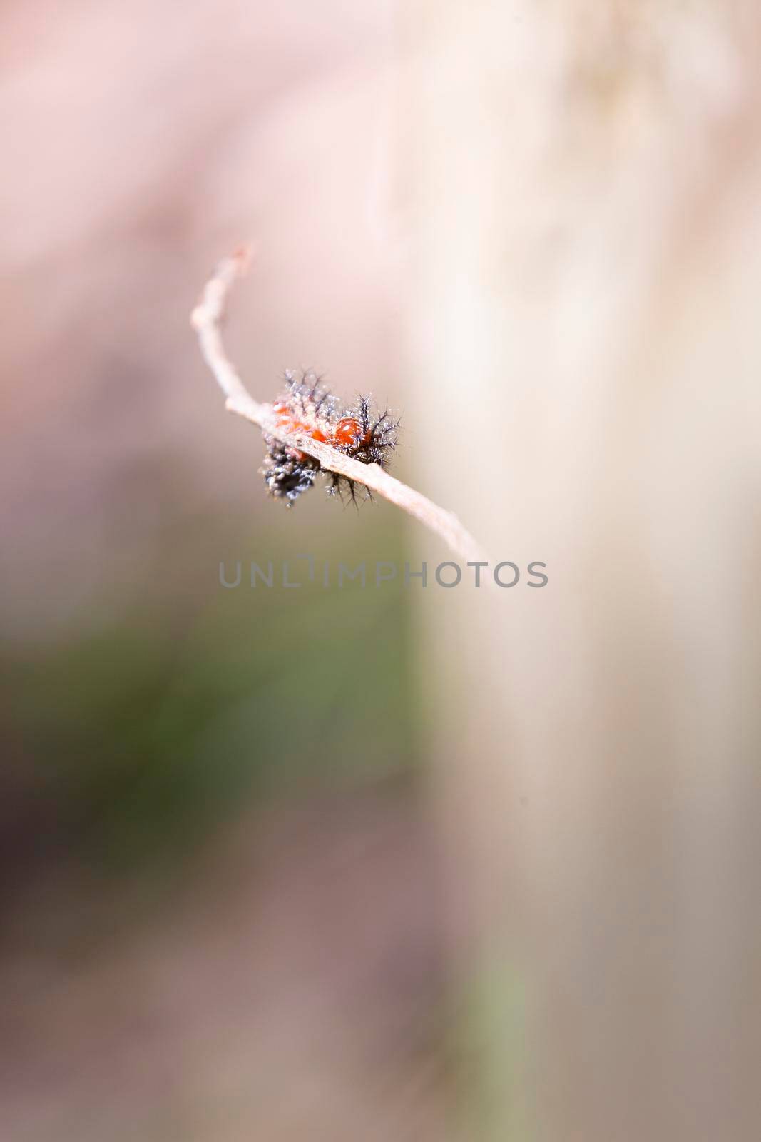 Buck moth caterpillar (Hemileuca maia) perched on a tiny twig