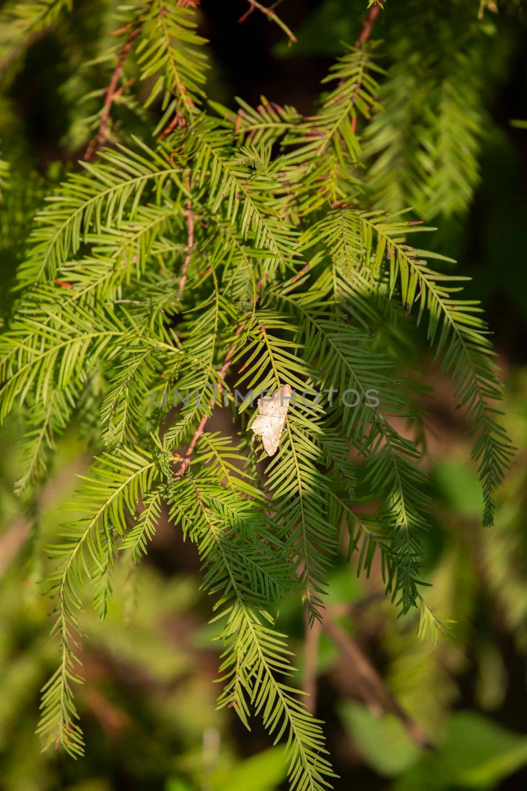 Northern white skipper (Heliopetes ericetorum) latched onto the bright green needles of a cypress tree