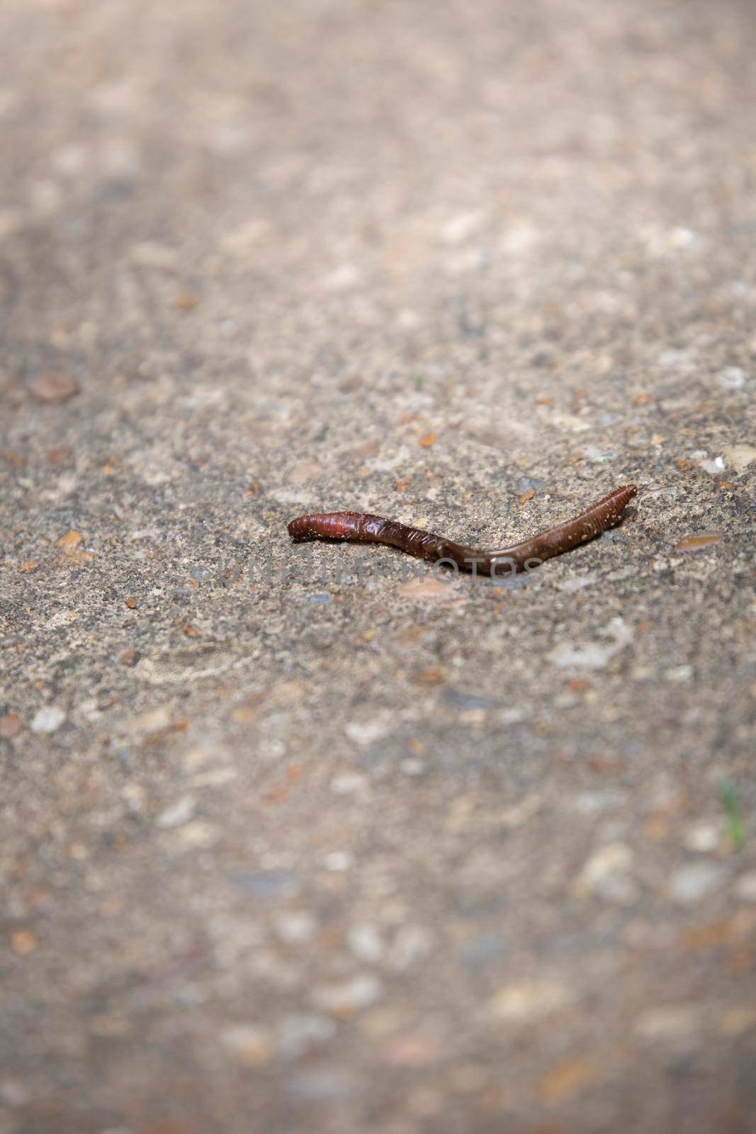 Dried earthworm  on a hot cement sidewalk