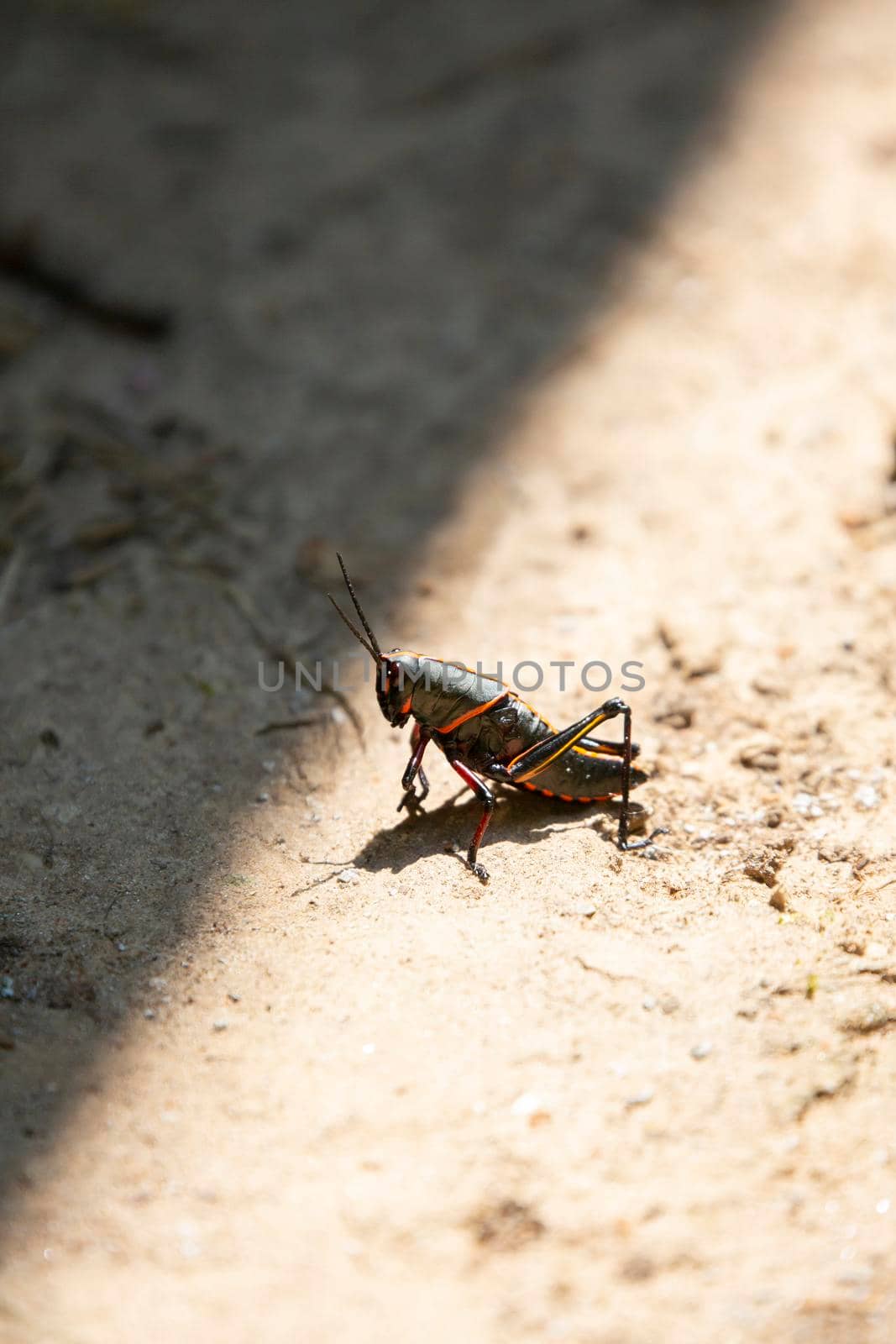 Southeastern lubber grasshopper (Romalea microptera) in dirt near a shadow