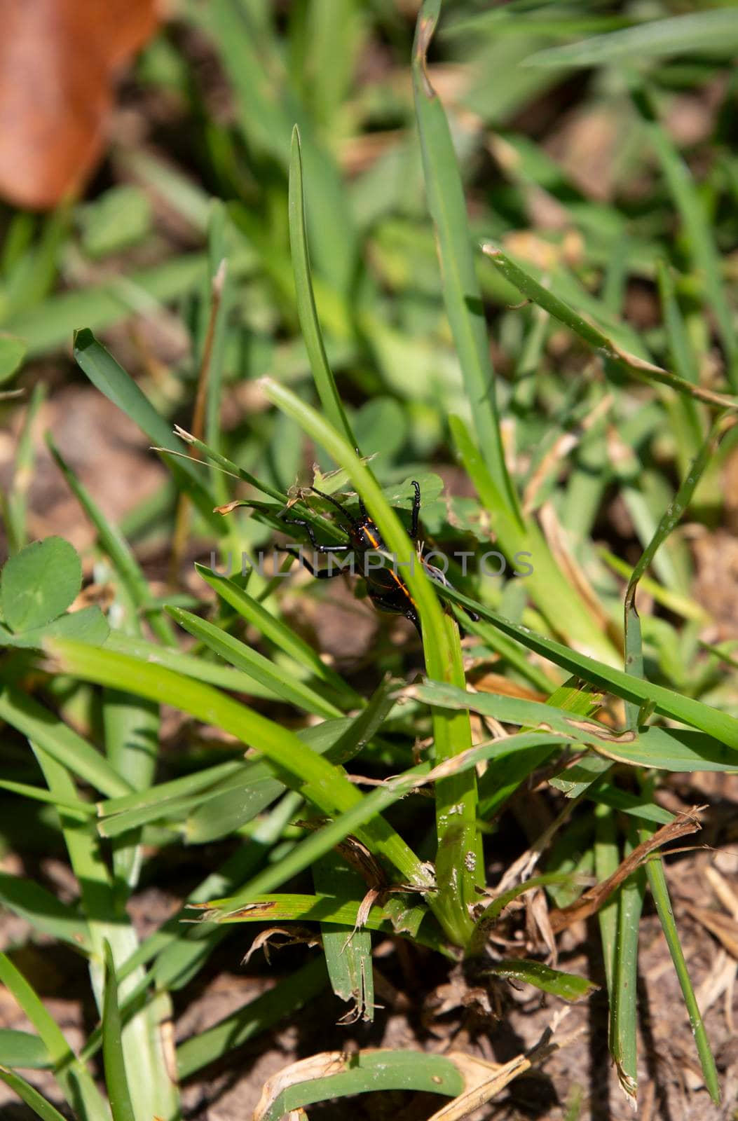 Southeastern lubber grasshopper (Romalea microptera) climbing a blade of grass