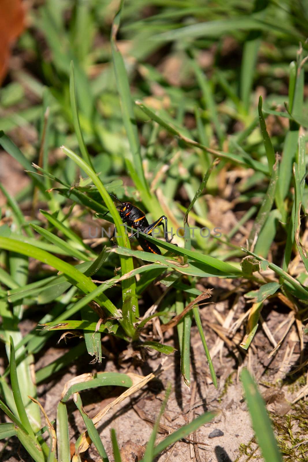 Southeastern lubber grasshopper (Romalea microptera) climbing a blade of grass
