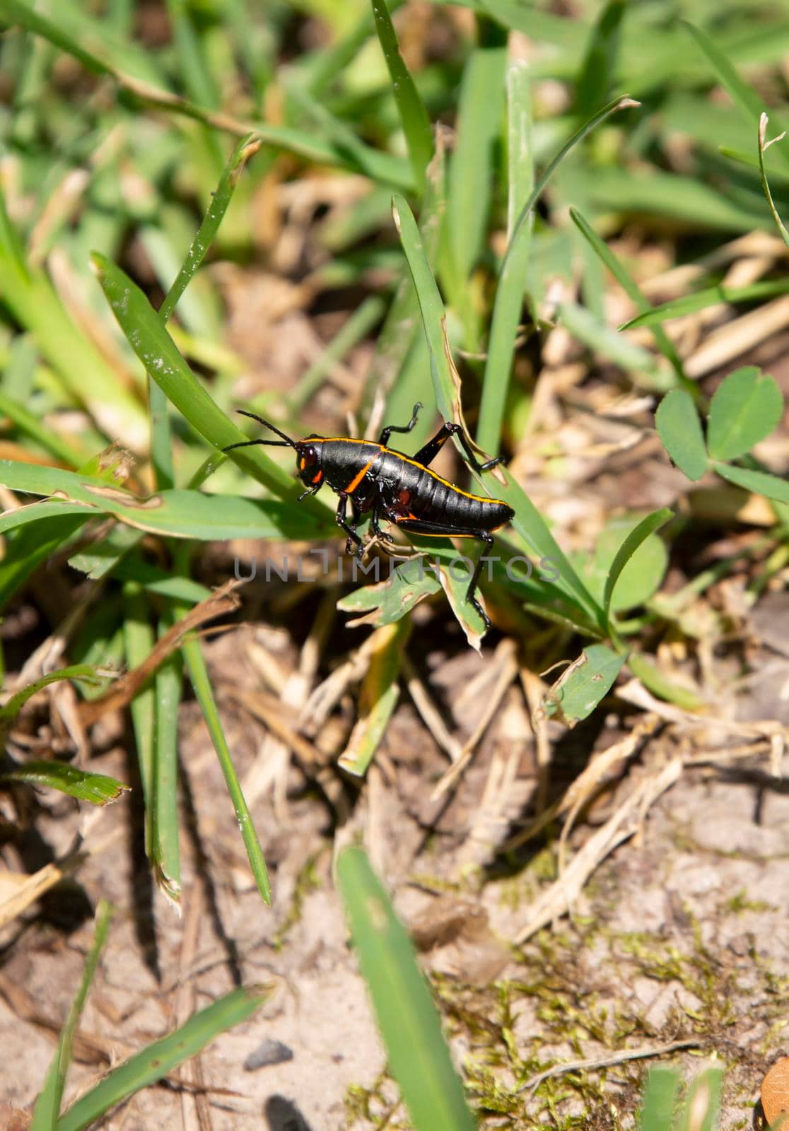 Southeastern lubber grasshopper (Romalea microptera) climbing blades of grass