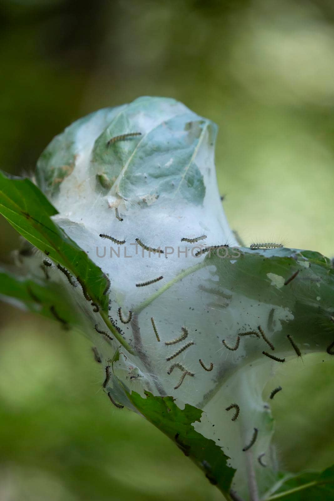Caterpillars in a Cocoon by tornado98