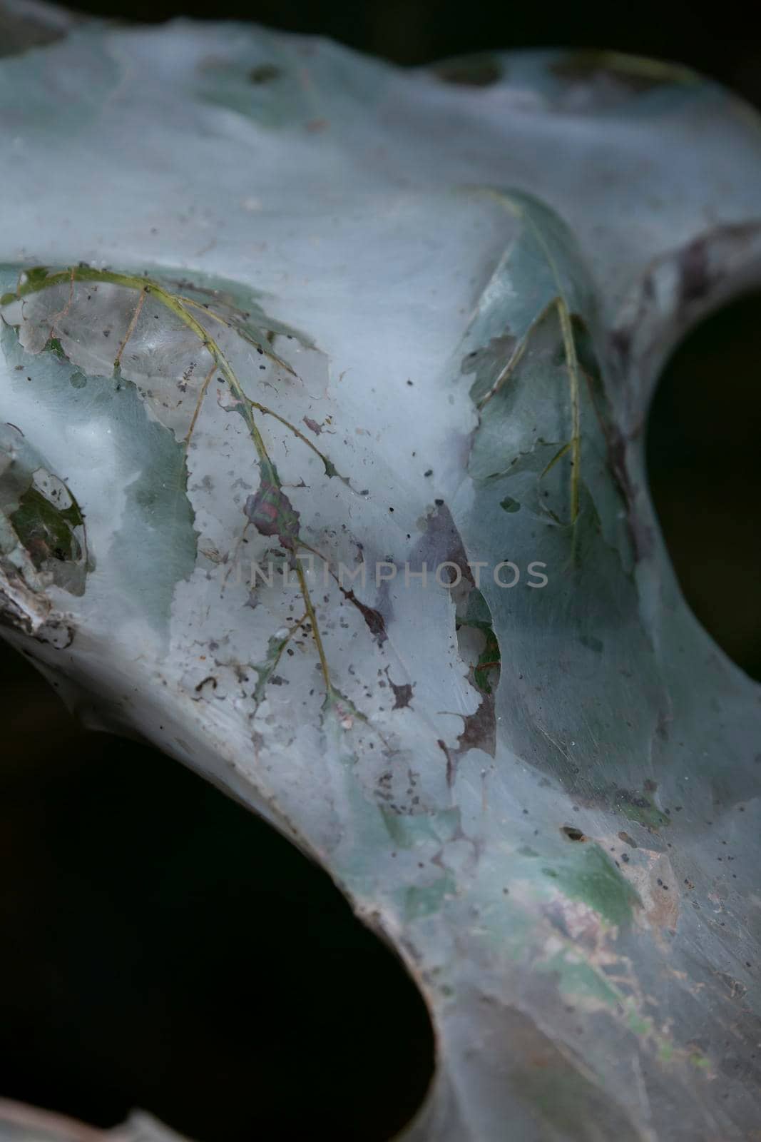 Fall webworms (Hyphantria cunea) in a large cocoon nest during the Fall season
