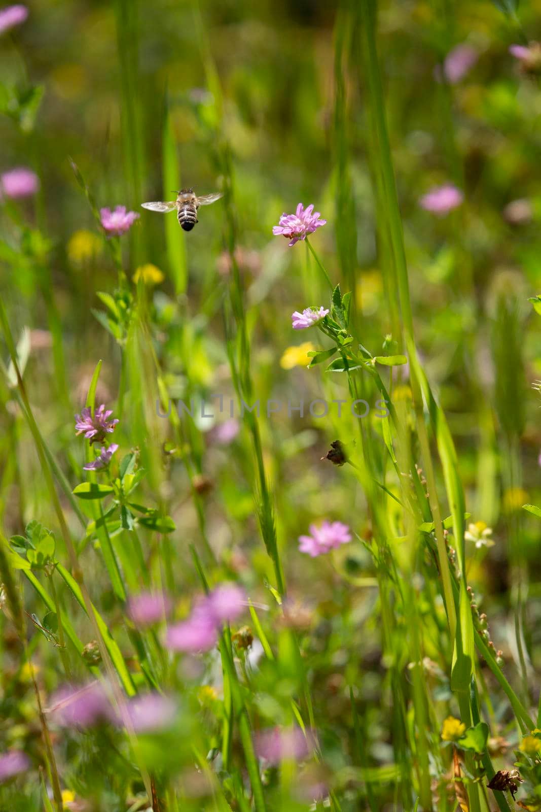 Honeybee (Apis) in flight through a meadow